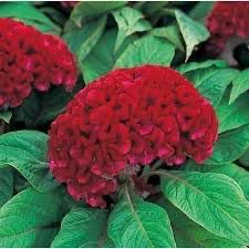 Celosia - Armour Red
