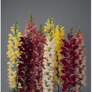 Snapdragon - Rocket Mix