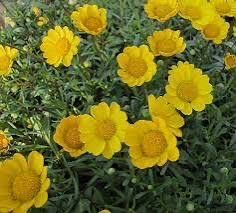 Chrysanthemum- Multicaule Yellow