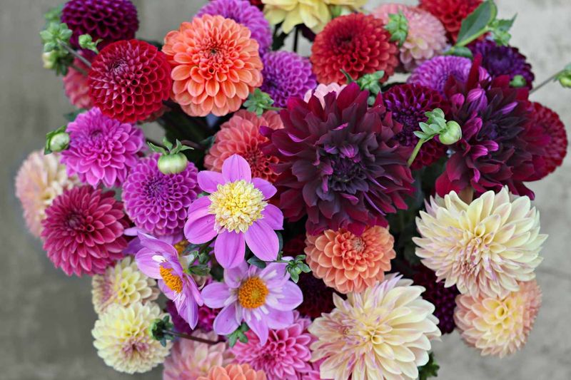Dahlia Cutting - Pot Luck Mix