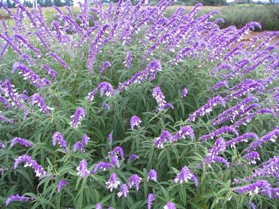 Salvia Leucantha