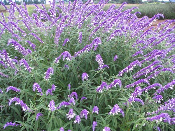 Salvia Leucantha