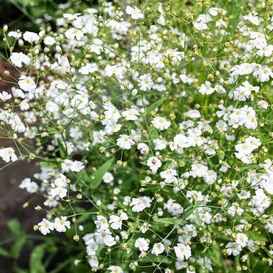 Gypsophilia Single White