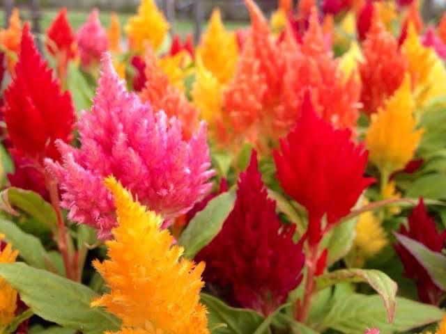 Celosia - Ice Cream Mix