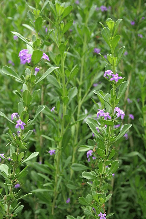 Freylinia (blue honey bell bush)