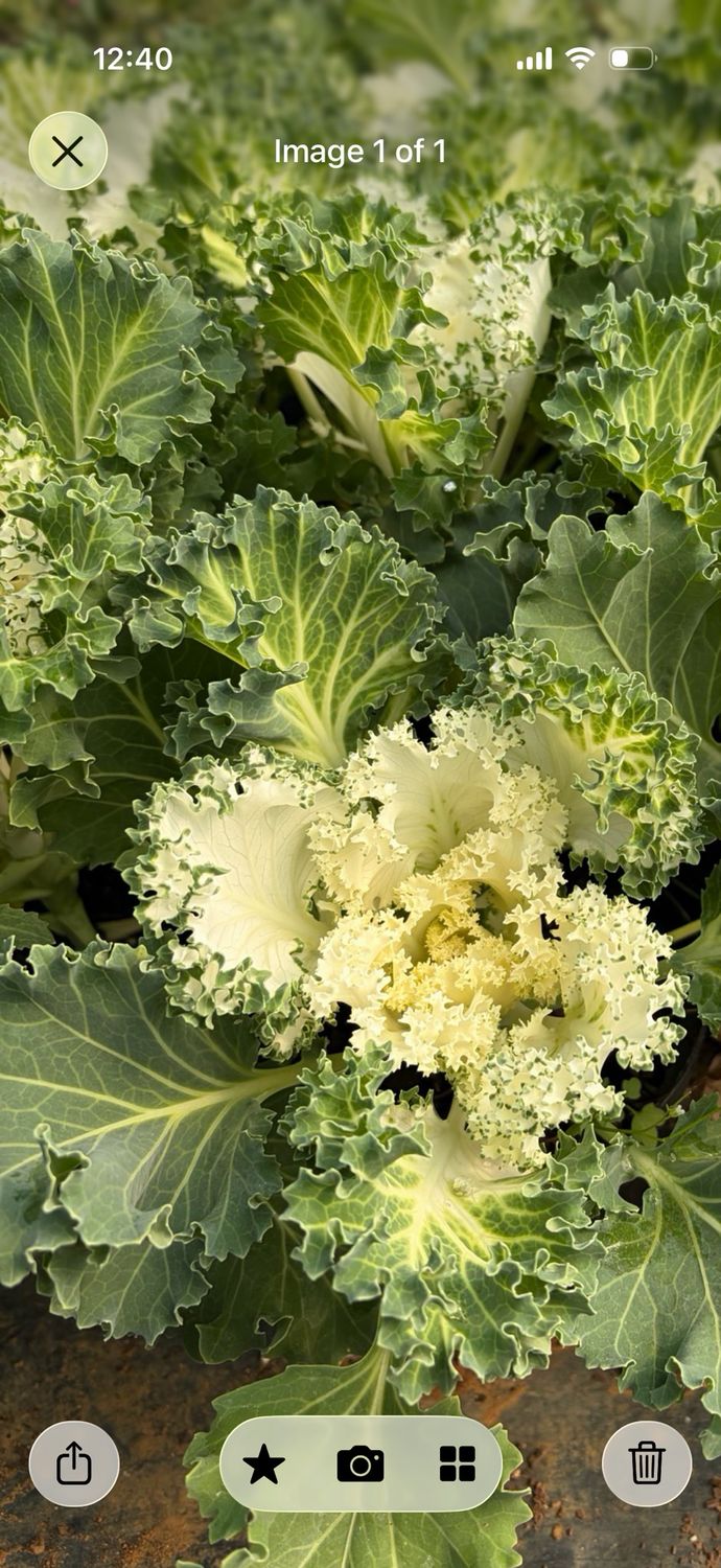 Ornamental cabbage-Flower Seedling 