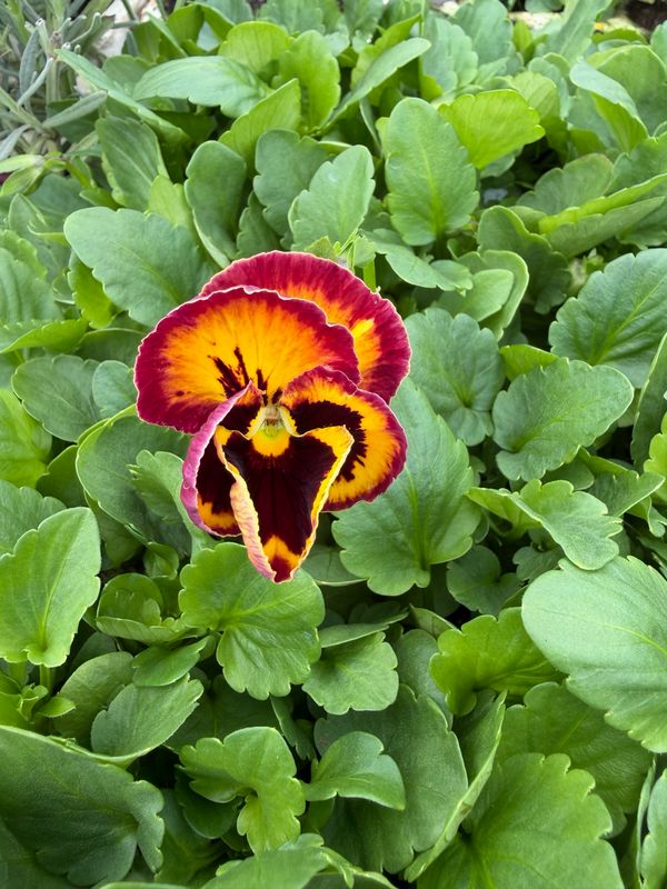 Pansy