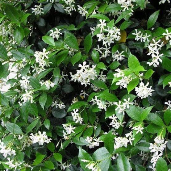 Star Jasmine - Cutting