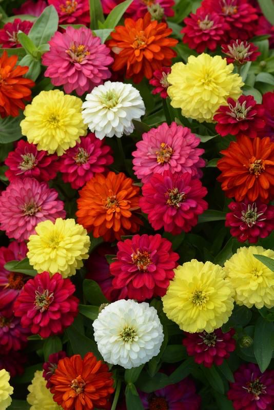 Zinnia- Zahara Double Mix