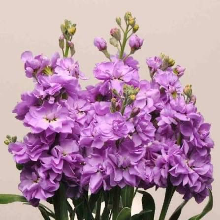 Stocks - Katz Lavender