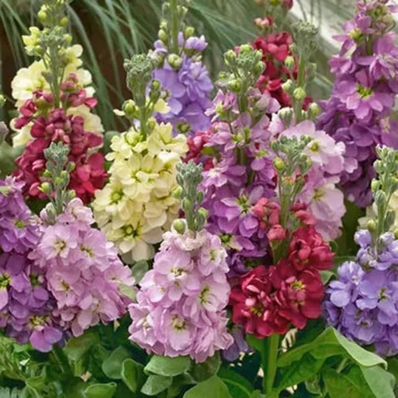 Stocks - Giant Imperial Mix