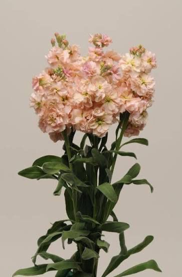 Stocks - Katz Apricot