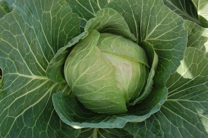 Cabbage - Cabbice