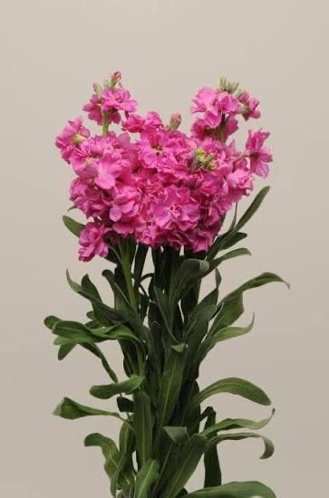 Stocks - Bright Rose