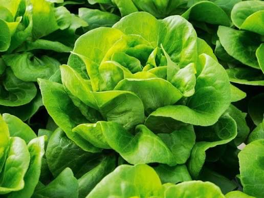 Lettuce - Analora (butterhead)