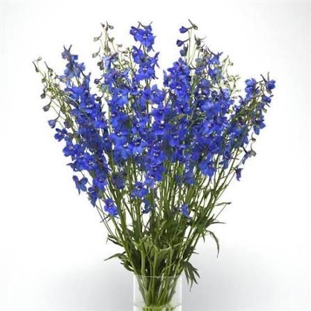 Delphinium - Belladonna - Sky blue