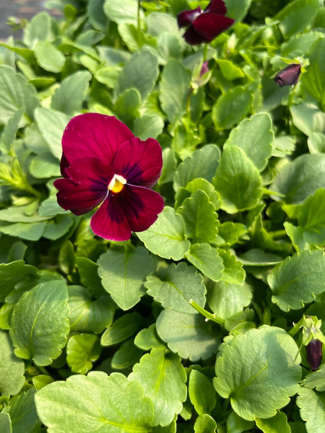 Pansy - Rose