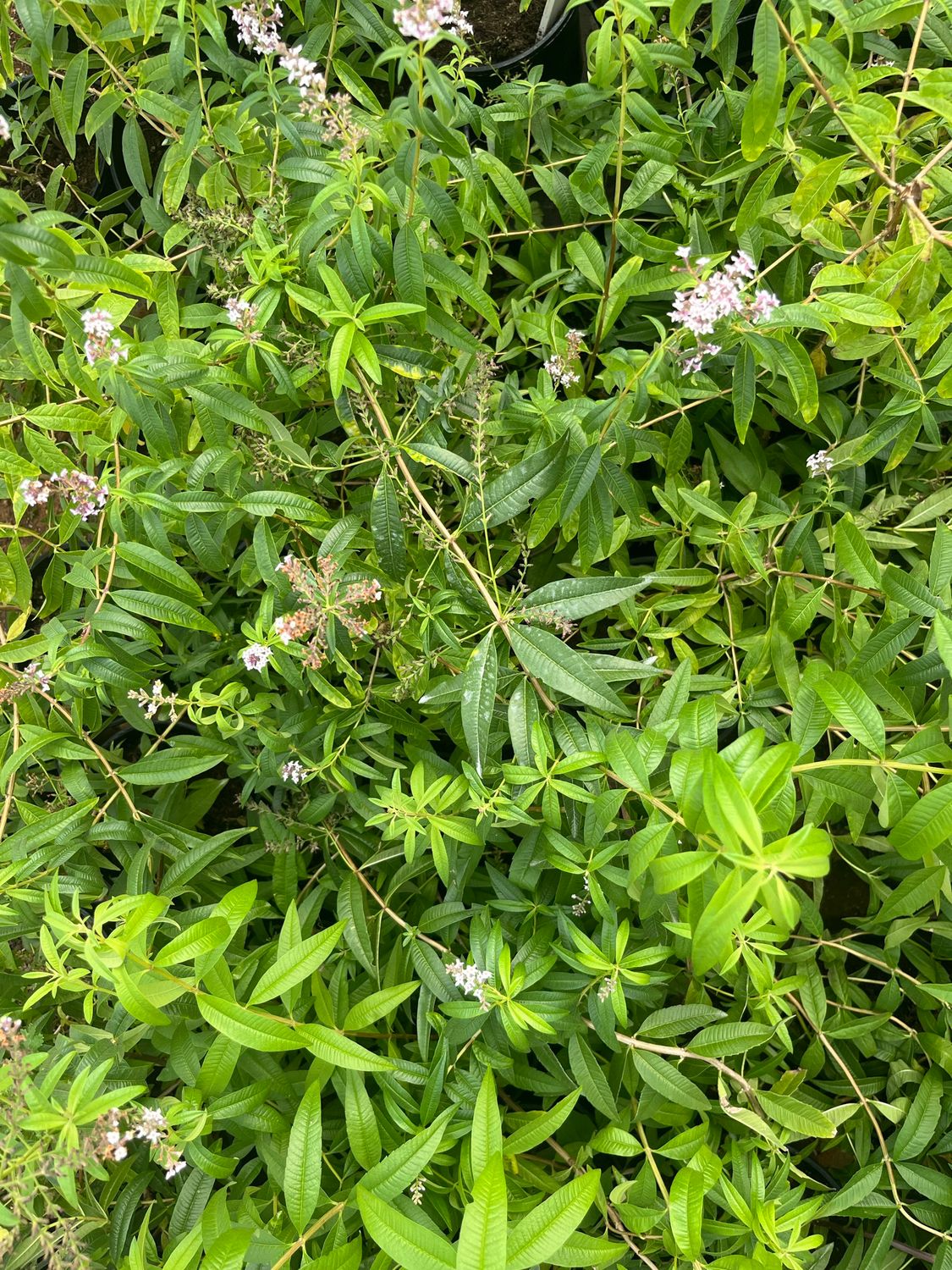 Lemon Verbena - Pot