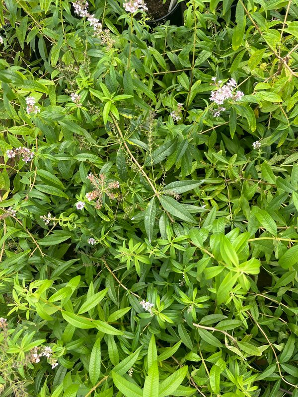 Lemon Verbena - Pot