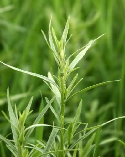French Tarragon - Pot