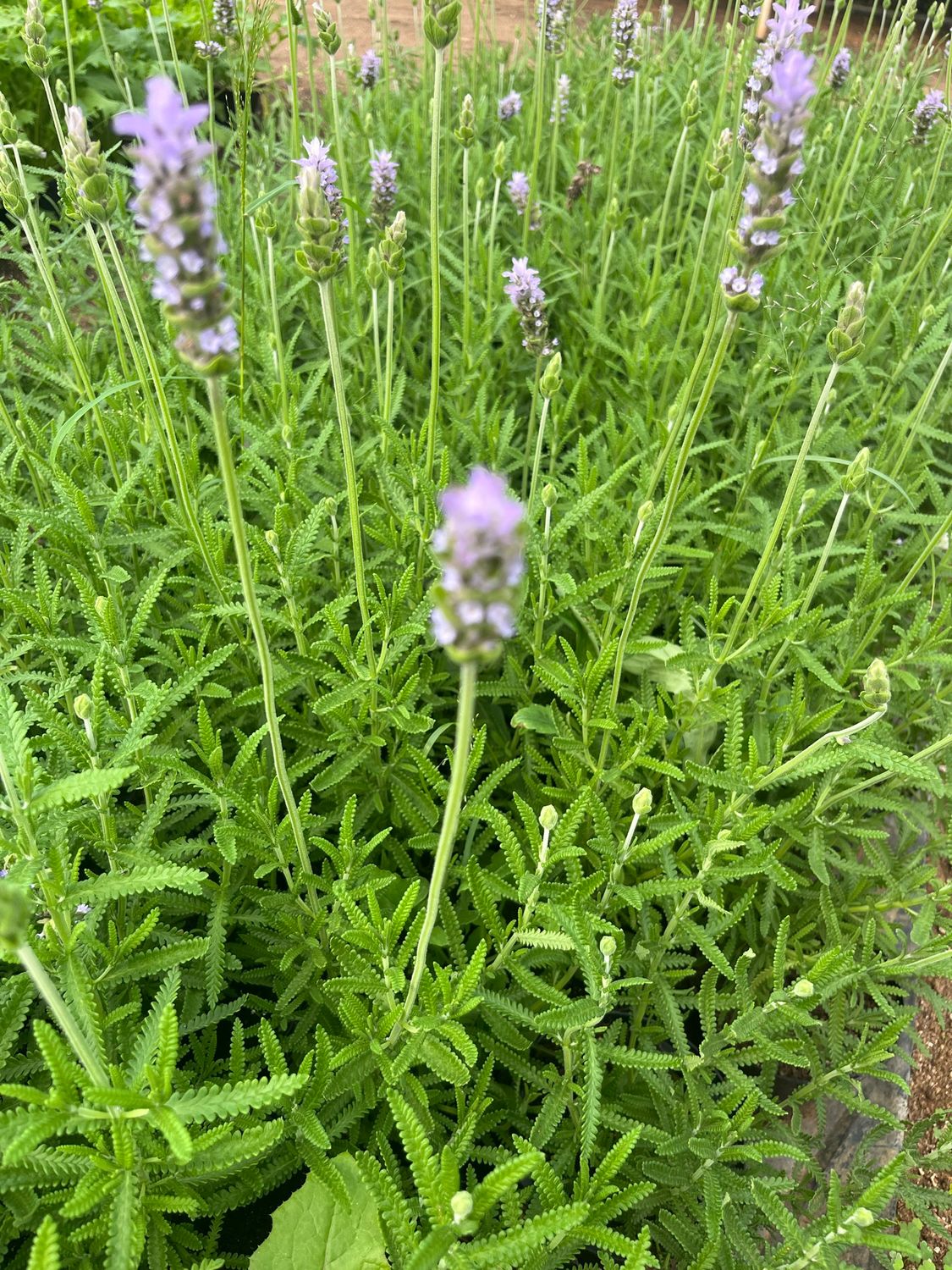 Lavender - French - pot