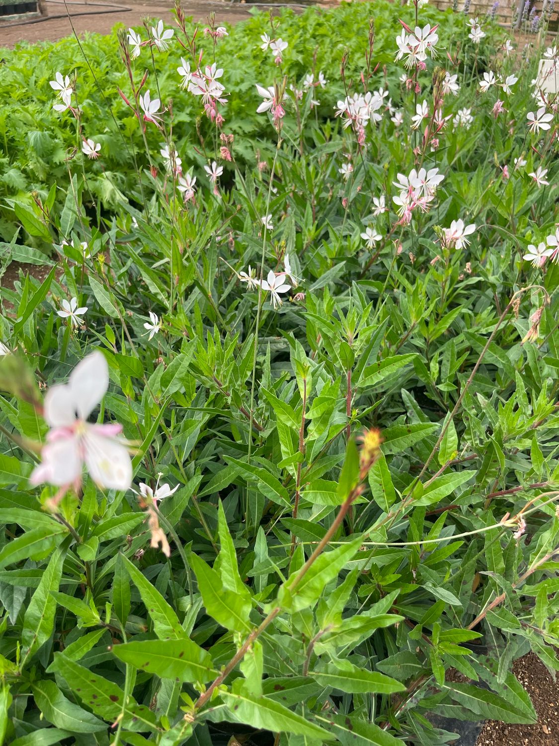 Gaura - White - Pot