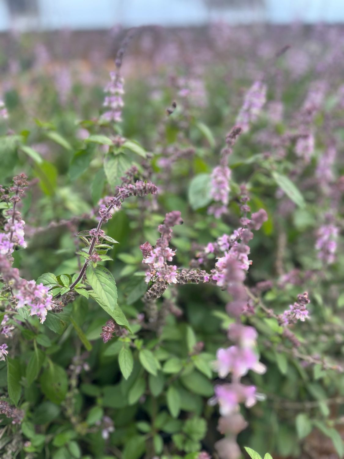 African Blue Basil - Pot