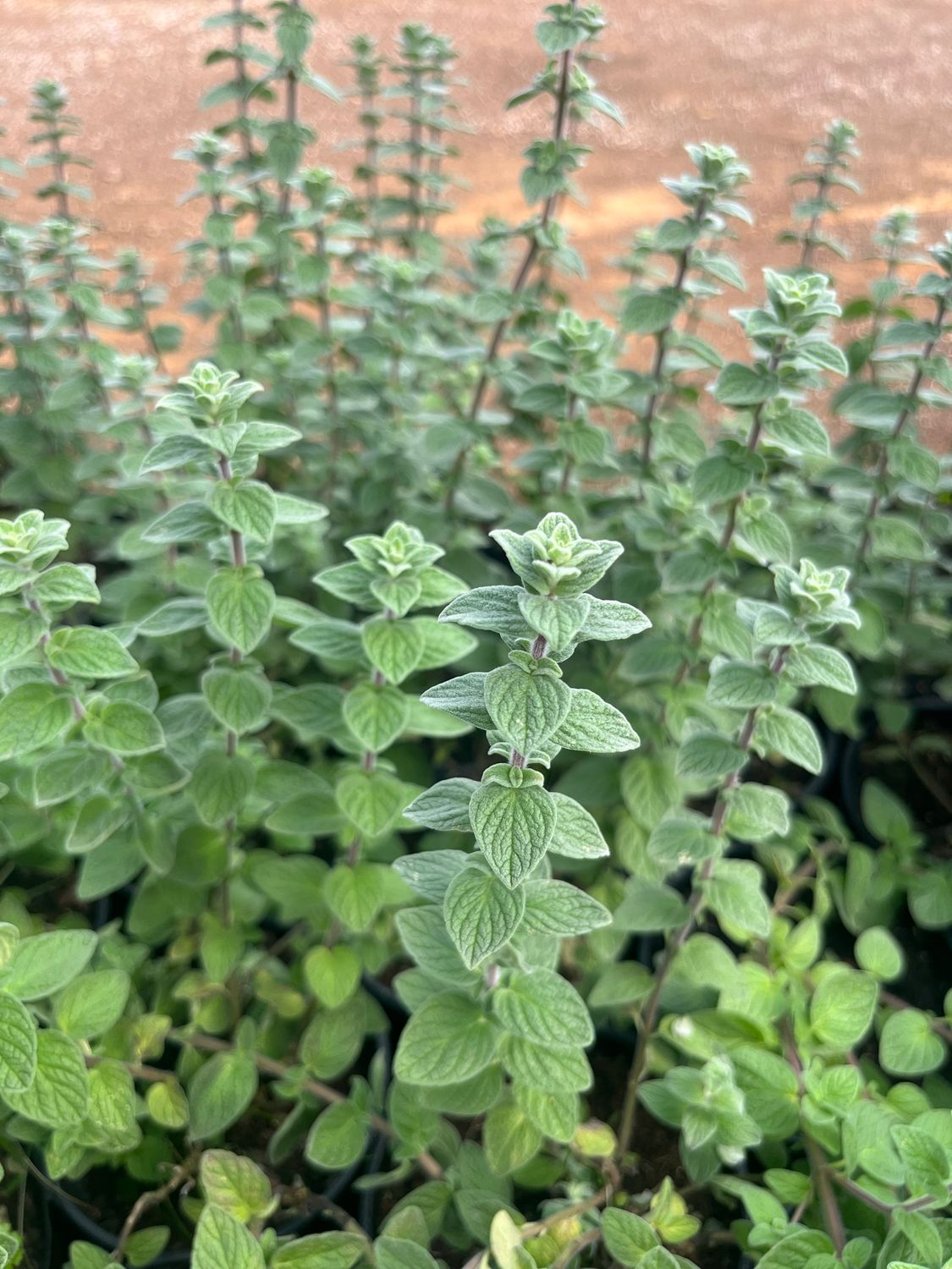 Origanum - Pot
