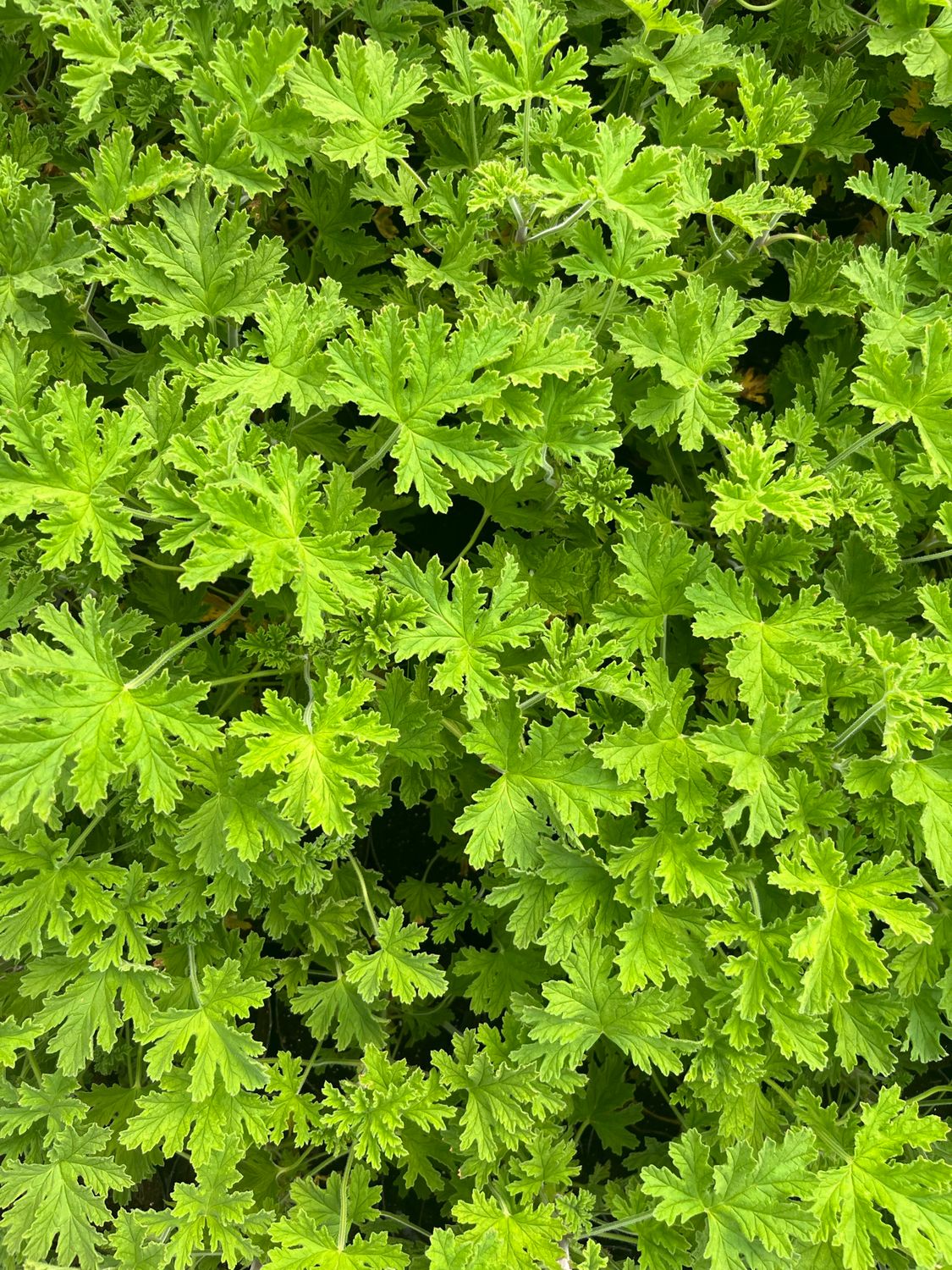 Rose Geranium - Pot