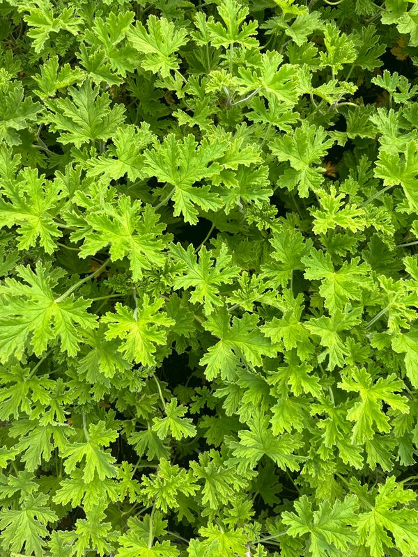 Rose Geranium - Pot