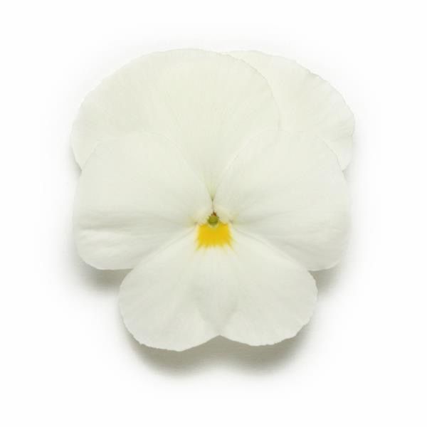Pansy - White