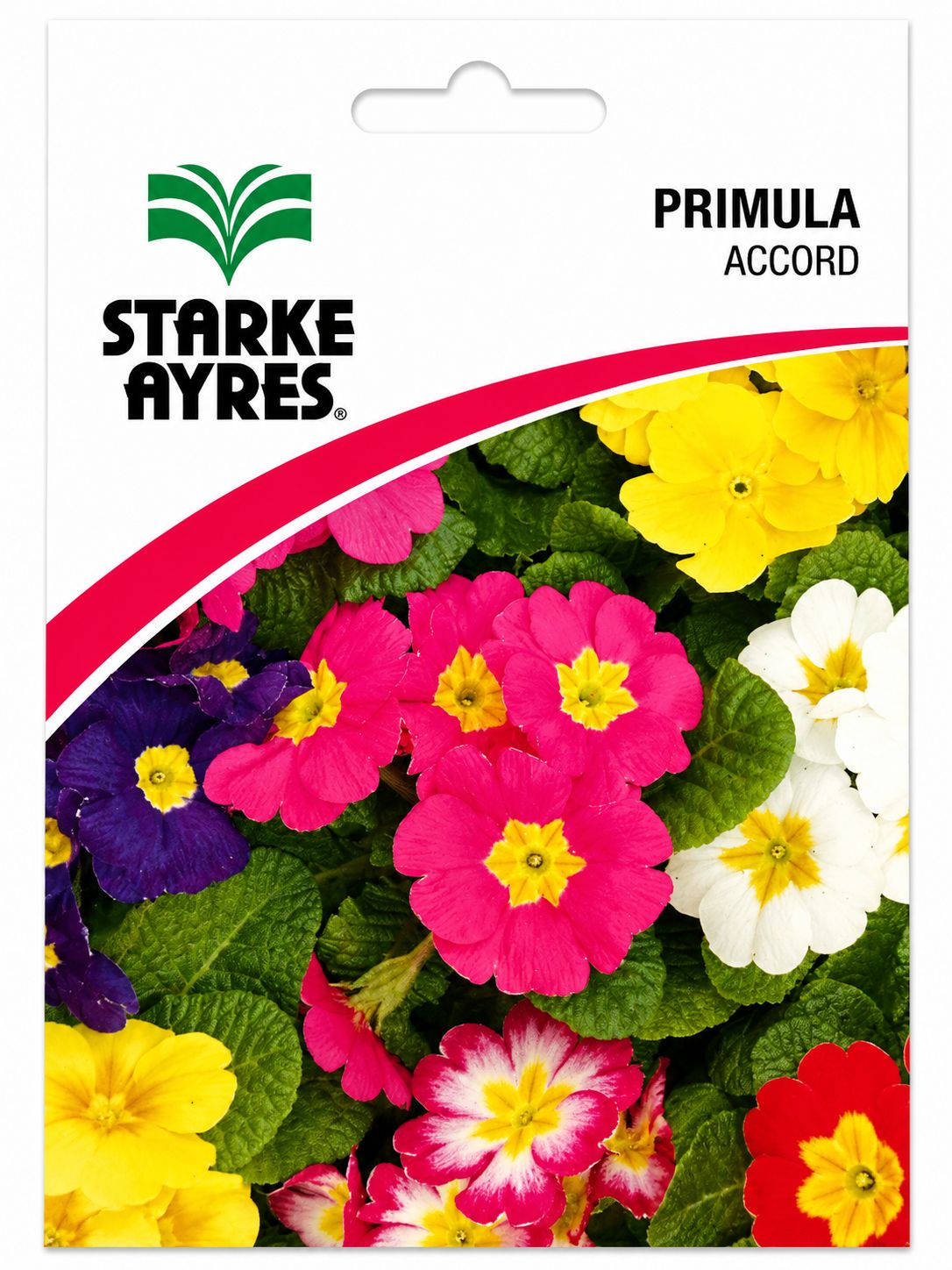 Primula - Accord - Seed Packet 0.05g