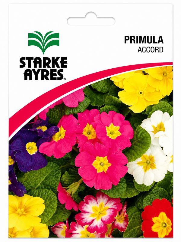 Primula - Accord - Seed Packet 0.05g