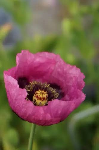 Poppy Of Troy