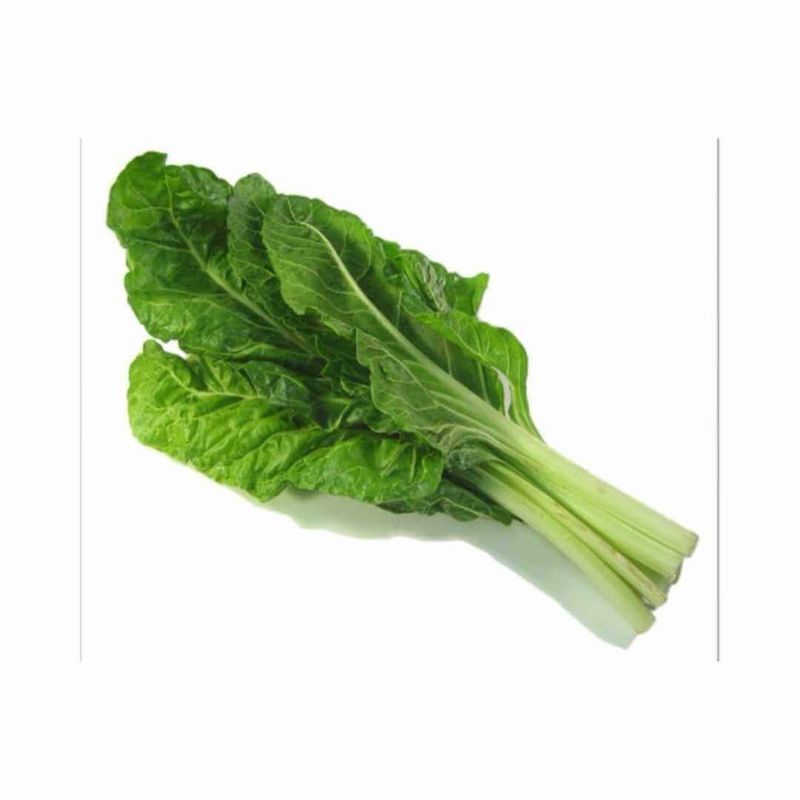 SCX 9015 - Swiss Chard