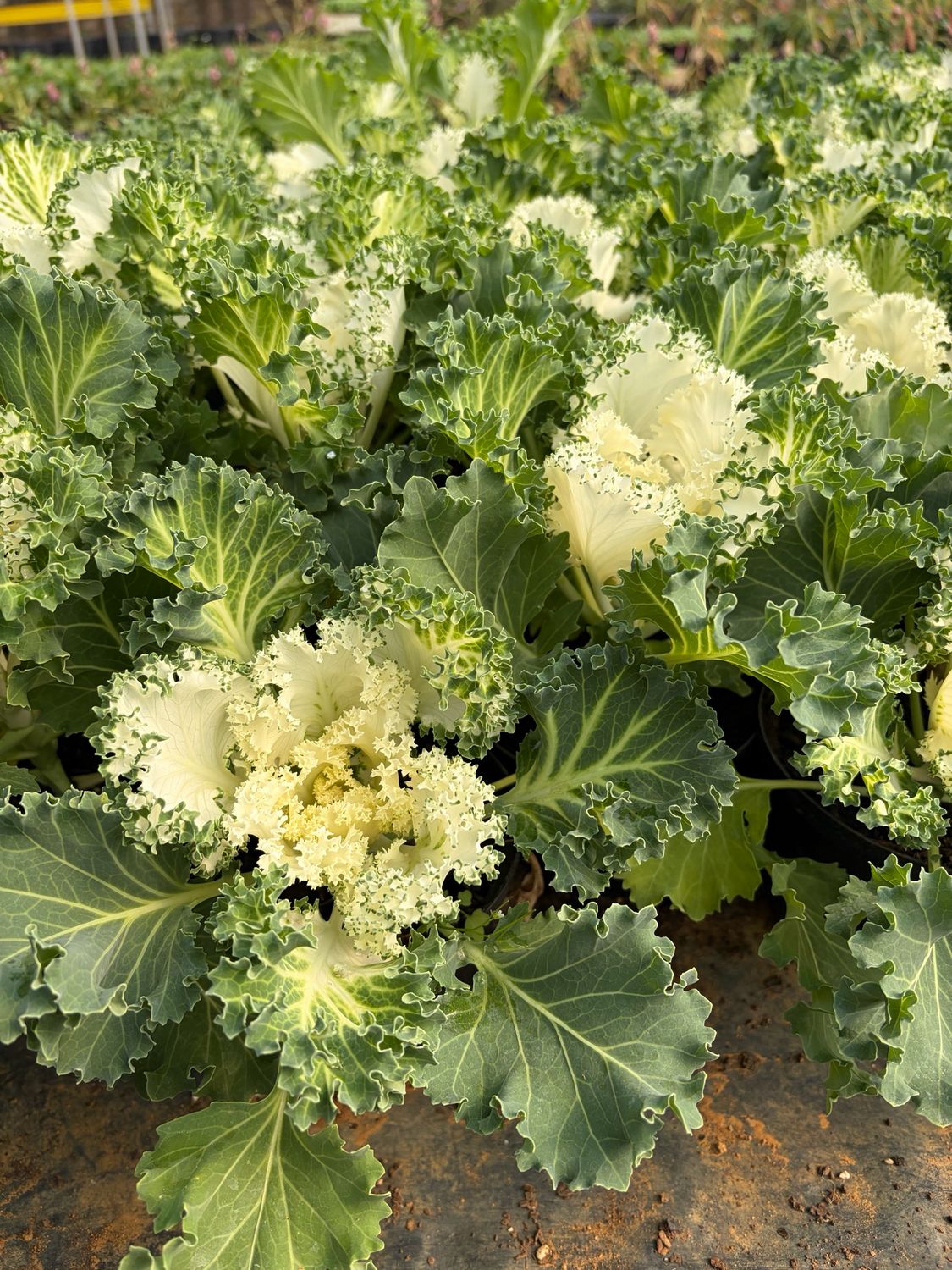 Ornamental Cabbage - White (pot)