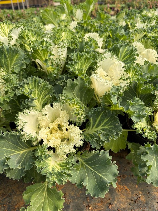 Ornamental Cabbage - White (pot) Ornamental Cabbage - White (pot)