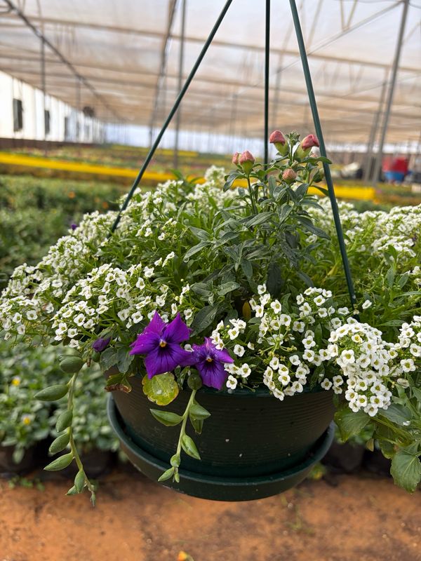 Hanging Flower Basket Hanging Flower Basket