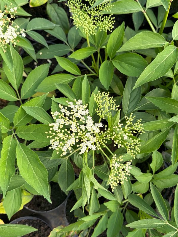 Elderberry Pot Elderberry Pot