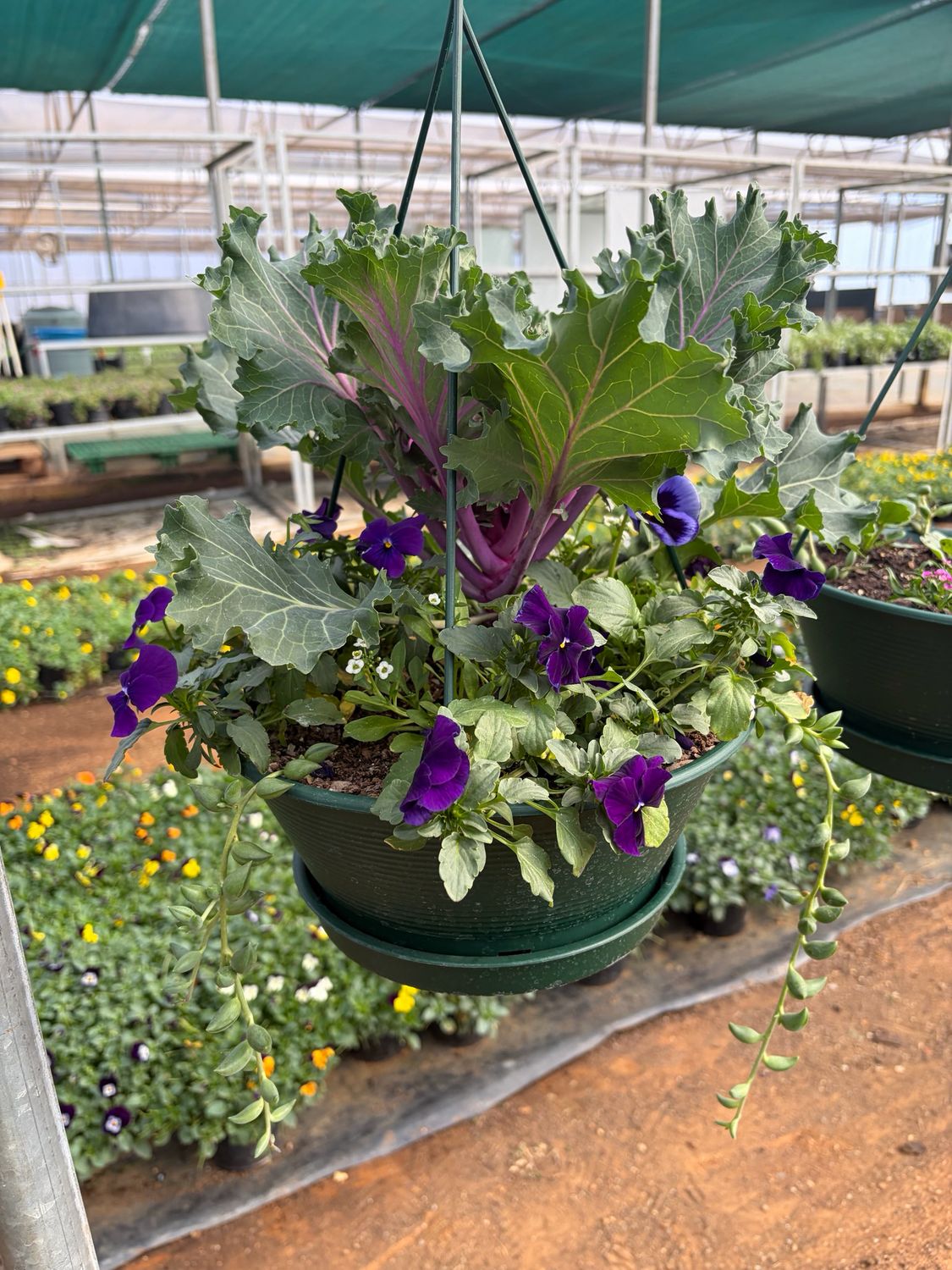 Hanging Flower Basket