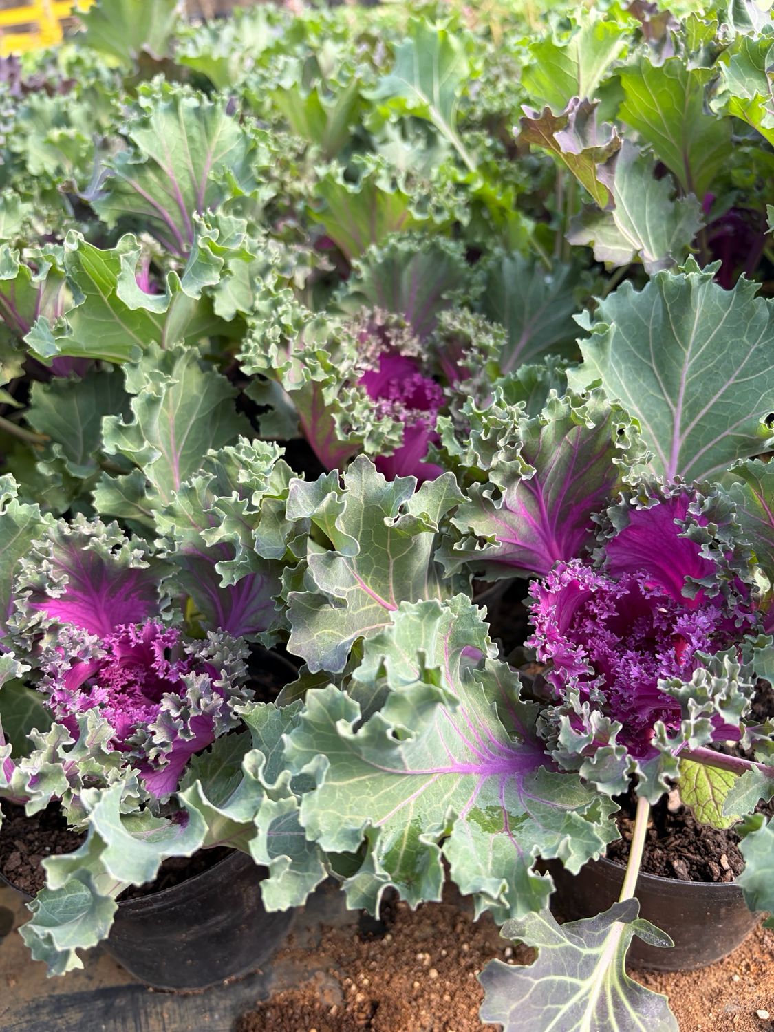 Ornamental Cabbage - Red (pot)