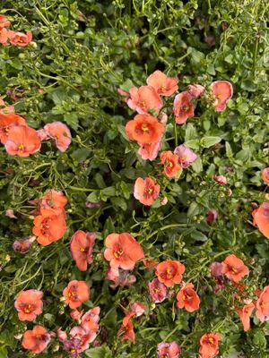Diascia - Diamond Dark Orange Diascia - Diamond Dark Orange