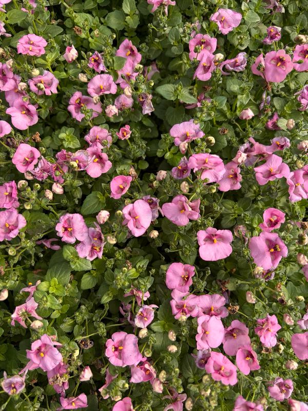 Diascia - Diamond Pink