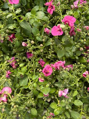 Diascia - Diamond Fuscia