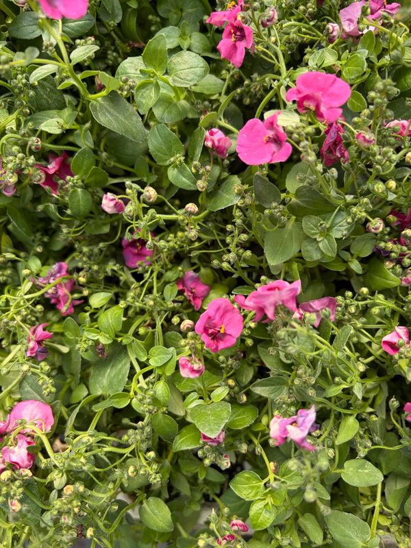 Diascia - Diamond Fuscia
