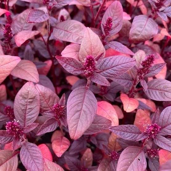Red Amaranth