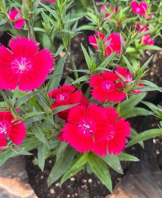 Dianthus - Crimson Colour