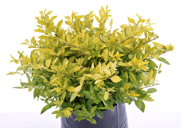 Duranta - Sheena’s Gold