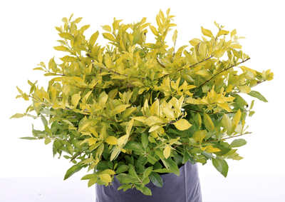 Duranta - Sheena’s Gold