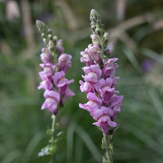 Antirrhinum Potomac Lavender
